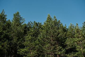 Beautiful green coniferous forest on a sunny summer day. The nature of Southwestern Serbia, Zlatibor town. National Park near Tornik mountain resort in early autumn.
