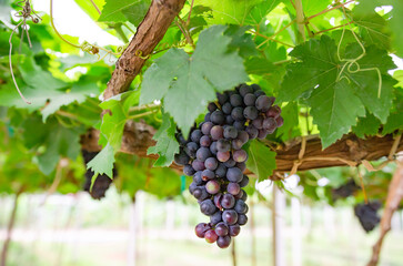 vineyard with ripe grapes in countryside