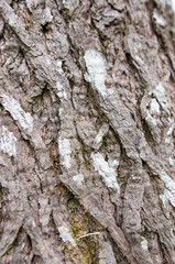 The texture of tree bark in nature