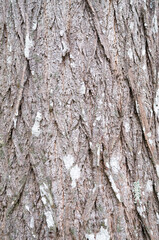 The texture of tree bark in nature