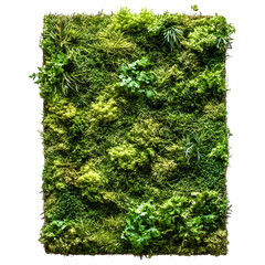 Biodegradable Eco Rugs with Moss Wall and Green Plants on transparent background