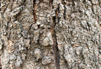 The texture of tree bark in nature