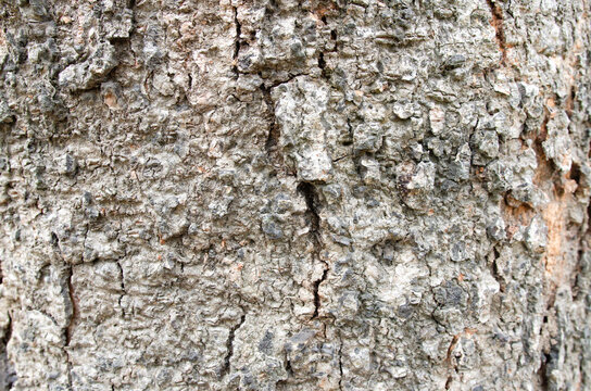 The texture of tree bark in nature