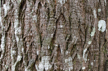 The texture of tree bark in nature