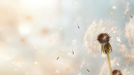 Dandelion Wishes Soft Focus, Seedhead Dispersion, Light and Airy Concept