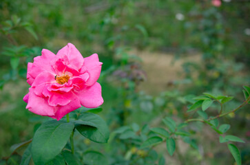 Fototapeta premium Morning roses in the garden Soft focus image