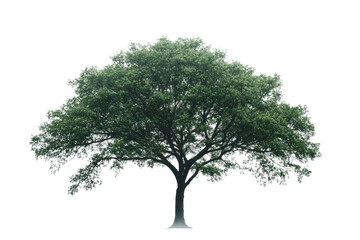 Green tree with lush foliage, white isolated background