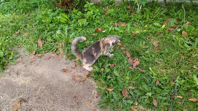 cat catches a mouse, cat in yard in grass pounced on mouse, cat is looking for mouse, cat and mouse