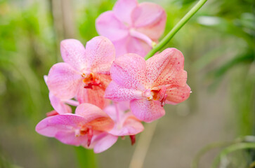 Orchids blooming in the Orchid Botanical Garden Soft focus image