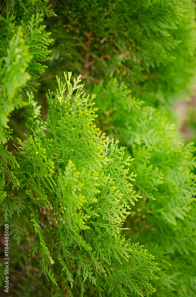 Poster Pine tree closeup in nature