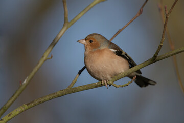 Male Chaffinch
