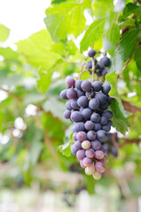 vineyard with ripe grapes in countryside