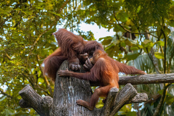 Adult Orangutan playing with a young baby Orangutan on a tree in Taiping Zoo