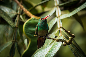 Detailed photography of the Amazilia tzacatl - Rufous-tailed Hummingbird one the Ecuadorian hummingbirds from the cloudforest.