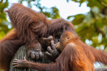 Adult Orangutan playing with a young baby Orangutan on a tree in Taiping Zoo © Sean