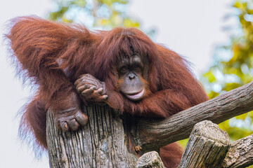 Adult Orangutan hanging and resting on a tree in Taiping Zoo