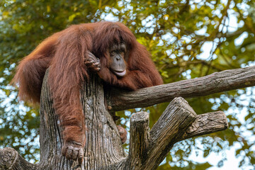 Adult Orangutan hanging and resting on a tree in Taiping Zoo