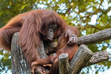 Adult Orangutan playing with a young baby Orangutan on a tree in Taiping Zoo © Sean