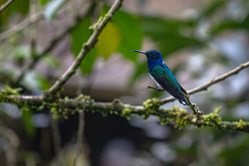 Florisuga mellivora - white-necked jacobin, a common hummingbird of the cloud forest.