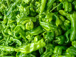 Green bell pepper plantation with plastic film placed over the ground, Sweet pepper plant in a farmer's field, paprika, bell pepper in greenhouse or glasshouse, in state Jijel Algeria, North Africa.