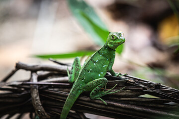 Female green basilisk (Basiliscus plumifrons) in the rainforest of Costa Rica