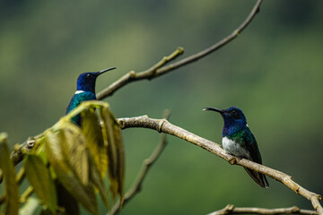 Florisuga mellivora - white-necked jacobin, a common hummingbird of the cloud forest.
