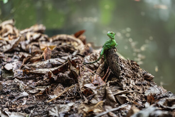 Female green basilisk (Basiliscus plumifrons) in the rainforest of Costa Rica