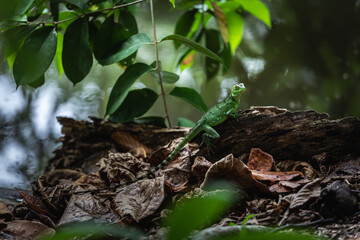 Female green basilisk (Basiliscus plumifrons) in the rainforest of Costa Rica