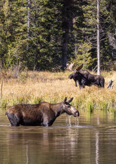 Bull and Cow Moose During the Rut in Grand  Teton National Park Wyoming in Autumn