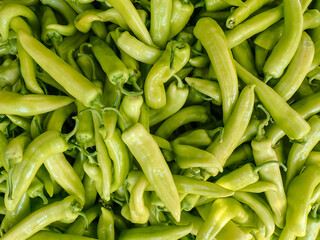 Chili pepper plantation with plastic film placed over the ground, yellow chilli pepper plant in a farmer's field, paprika, chili pepper in greenhouse or glasshouse, in Jijel Algeria, North Africa.