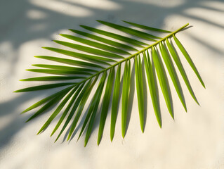 Fototapeta premium Palm Leaf Illustration on Beige