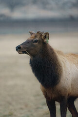 Domestic Bull Elk with cut off antlers walking through mountain pasture