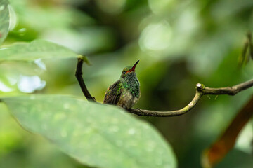 Detailed photography of the Amazilia tzacatl - Rufous-tailed Hummingbird one the Ecuadorian hummingbirds from the cloudforest.