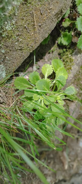 Planta entre rocas