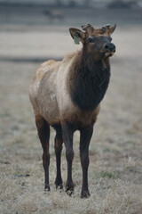 Domestic Bull Elk with cut off antlers walking through mountain pasture