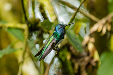 Florisuga mellivora - white-necked jacobin, a common hummingbird of the cloud forest.