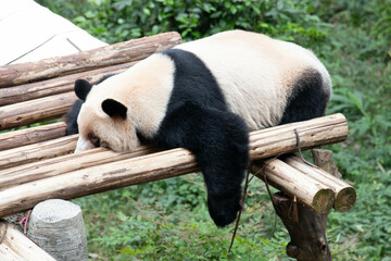 Funny Pose of Sleeping Panda, China