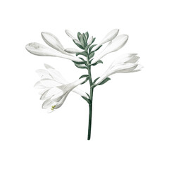 Obraz premium floral and leaf watercolor elements