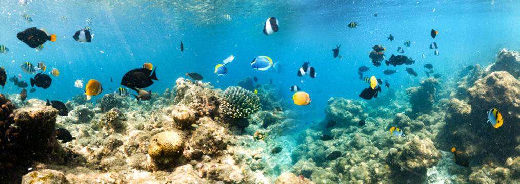 banner of amazing underwater sea life with fish  turtle swimming among coral reef