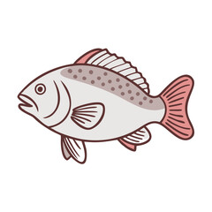 nile perch vector icon, fish vector illustration - simple illustration of nile perch perfect for logos, and fish - themed designs.