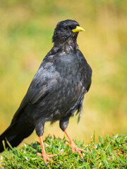 Fototapeta premium Alpine Chough on a sunny day in the Austrian Alps