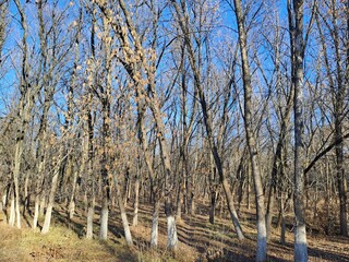 trees in the park