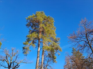 tree and sky