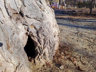 bark texture