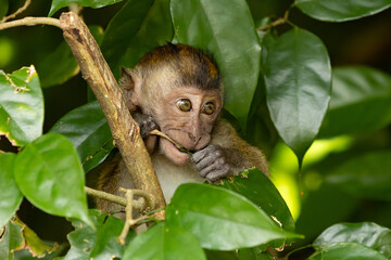 Long tailed Macaque playing with a stick in Taiping Lake Garden
