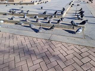 pigeons in the square