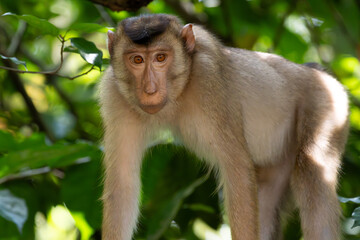Long tailed Macaque in Taiping Lake Garden