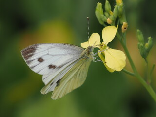 Motyl bielinek bytomkowiec (Pieris napi) na żółtym kwiatku na tle żółtych kwiatów