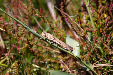 Locust, species of grasshopers that may form swarms of winged adults, Mar Menor, Spain