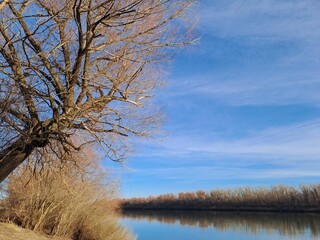 tree on the bank of lake